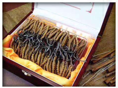 莺歌海镇冬虫夏草回收